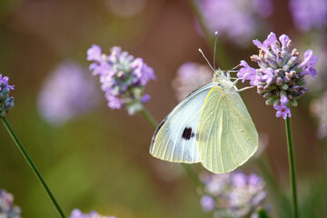 Schmetterling auf einer Blüte © Oliver Sasse
