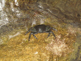black sea crab