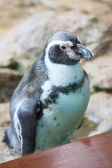 Unusual white black north antarctic bird warming on stone coast in the zoo on the canary island of Tenerife in spain