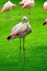 Unusual bright bird pink flamingo walking on the grass in the zoo on the canary island of Tenerife in spain