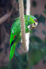 Unusual bright colorful bird parrot sitting on rope and eating fruit in the zoo on the canary island of Tenerife in spain