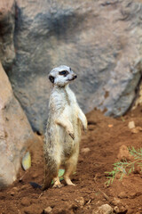 Unusual brown meerkat funny vigilant suricates standing on sand on duty and looking around in the zoo on the canary island of Tenerife in spain