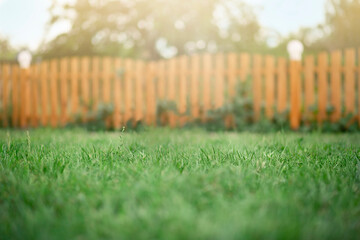 Background green grass in the foreground wooden fence