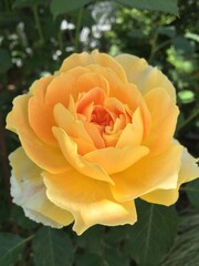 yellow rose in garden