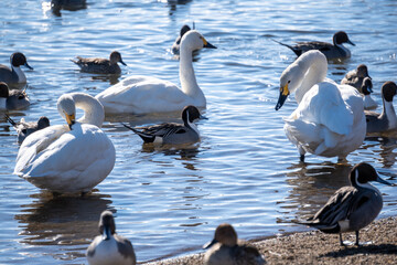 福島県猪苗代湖　長浜の水際の白鳥