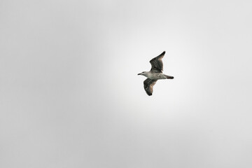 Adult seagull in flight on a dull grey day.