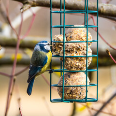 Small cute titmouse eating on the bird feeder, blurred background 