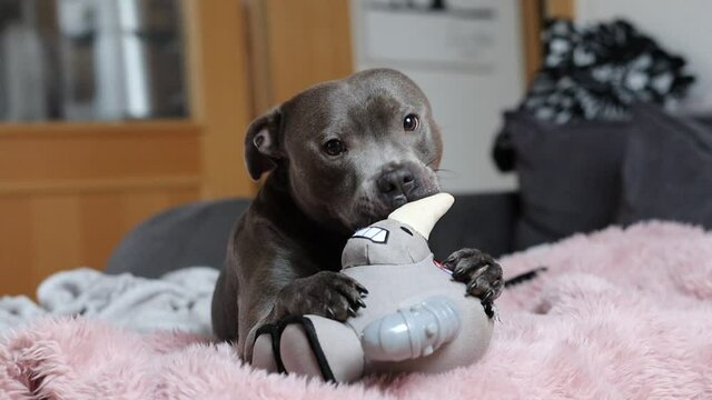 Playful English Staffordshire Bull Terrier Nibbles its Rhino Toy on Couch in the Living Room. Adorable Staff Bull Gnaws its Dog Toy on Fluffy Pink Blanket during Daytime.