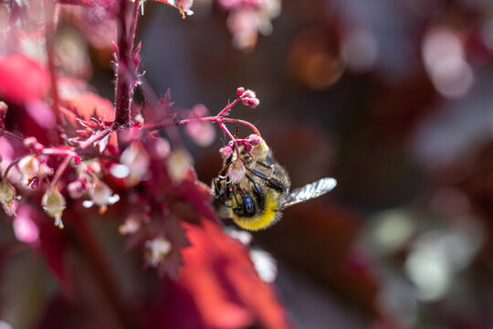 Bumblebee_Hanging
