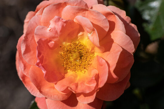 Gelbe-Rose