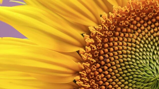 Close up de girassol com formigas