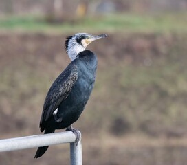 close-up of cormorant perching at a railing
