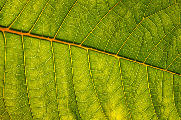 Close up of poinsettia (Euphorbia pulcherrima) green leaf texture with visible veins. The natural pattern for background