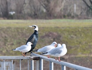 seagulls and cormorant on a post