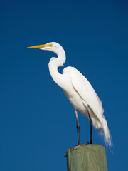 great heron ardea cinerean standing under a clear blue sky on the Gulf of Mexico at St. Pete Beach, Florida.