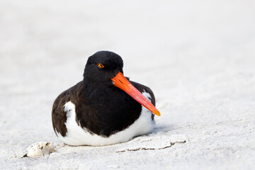 American Oystercatcher Haematopus palliatus resting on  a sandy beach on the Gulf of Mexico at St. Pete Beach, Florida.
