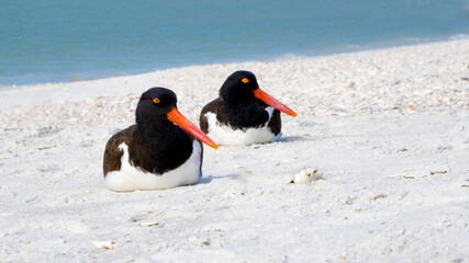 A pair of American Oystercatchers Haematopus palliatus resting on a sandy beach on the Gulf of...