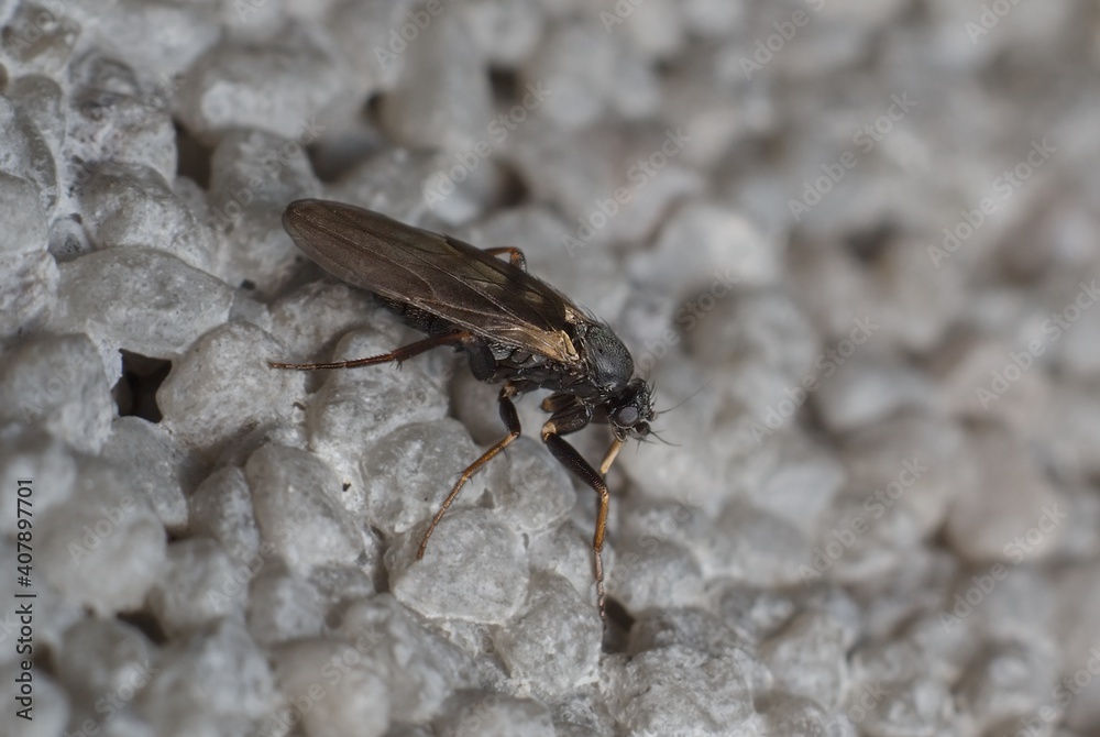 Wall mural dark little fly Simuliidae Simulium