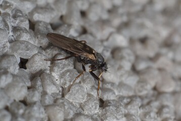 dark little fly Simuliidae Simulium