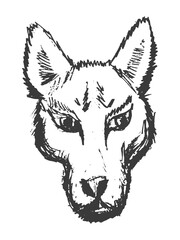 Head of wolf, evil and dangerous predator