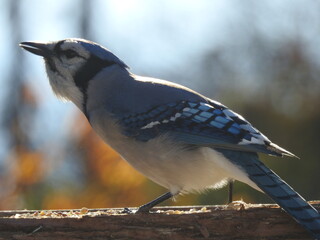 A blue jay at the bird feeder in autumn