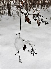 snow covered branches with leaves
