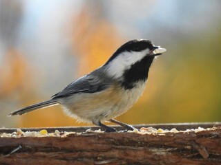 Obraz premium A tit at the feeder in autumn