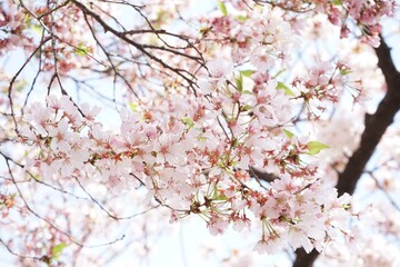 Beautiful cherry blossom sakura in spring time over blue sky in Osaka, Japan - 桜 お花見 造幣局 桜の通り抜け 大阪 日本
