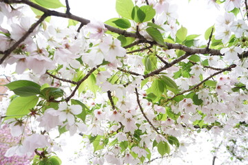 Beautiful cherry blossom sakura in spring time over blue sky in Osaka, Japan - 桜 お花見 造幣局 桜の通り抜け 大阪 日本
