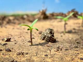 Sunflower Seedlings Agriculture