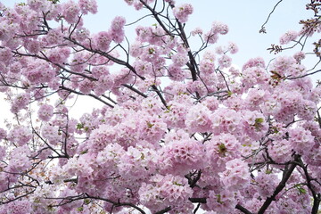 Beautiful cherry blossom sakura in spring time over blue sky in Osaka, Japan - 桜 お花見 造幣局 桜の通り抜け 大阪 日本
