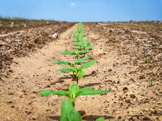 Sunflower Seedlings Agriculture