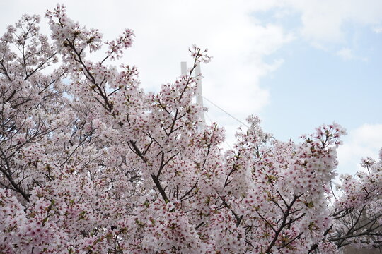 桜 お花見 造幣局 桜の通り抜け 大阪 日本 - Beautiful cherry blossom sakura in spring time over blue sky in Osaka, Japan
