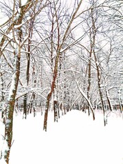 snow covered trees
