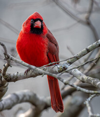 Cardinal posing for the picture