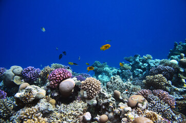 The underwater world of the Red Sea: colorful fish and corals