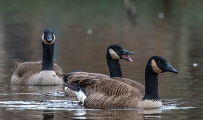 A group of Canadian geese, look like talking and laughing 