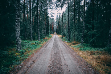 Obraz premium road in the woods