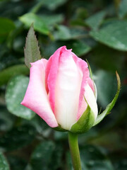 気品ある美しいバラ　品種名：プリンセスモナコ