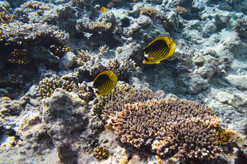Two black-yellow fish on the background of the Red Sea corals