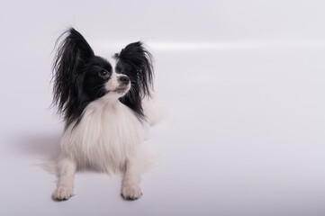 Portrait of cute eared dog Spaniel Continental Papillon on a white background