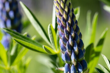 blaue Lupinenblüten am Waldrand, Lupinen
