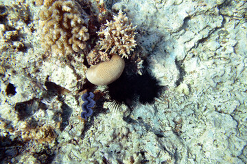 Sea urchins at the bottom of the Red Sea