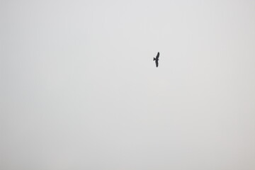 seagull in flight