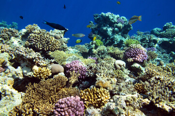 Fototapeta na wymiar The underwater world of the Red Sea: colorful fish and corals