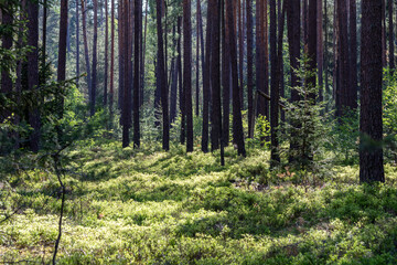 Fototapeta na wymiar Sommerlicher Kiefern und Fichtenwald mit Unterholz