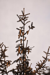 Vertical shot of spruce tree branches against the sky