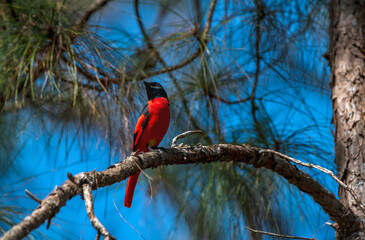 Beautiful male of Scarlet Minivet bird (Pericrocotus speciosus) perching on a branch 