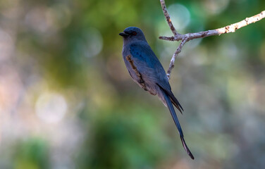 ashy drongo is a species of bird in the drongo family Dicruridae on  branch