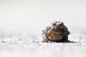 A male and female common toad (Bufo bufo) during migration crossing the street